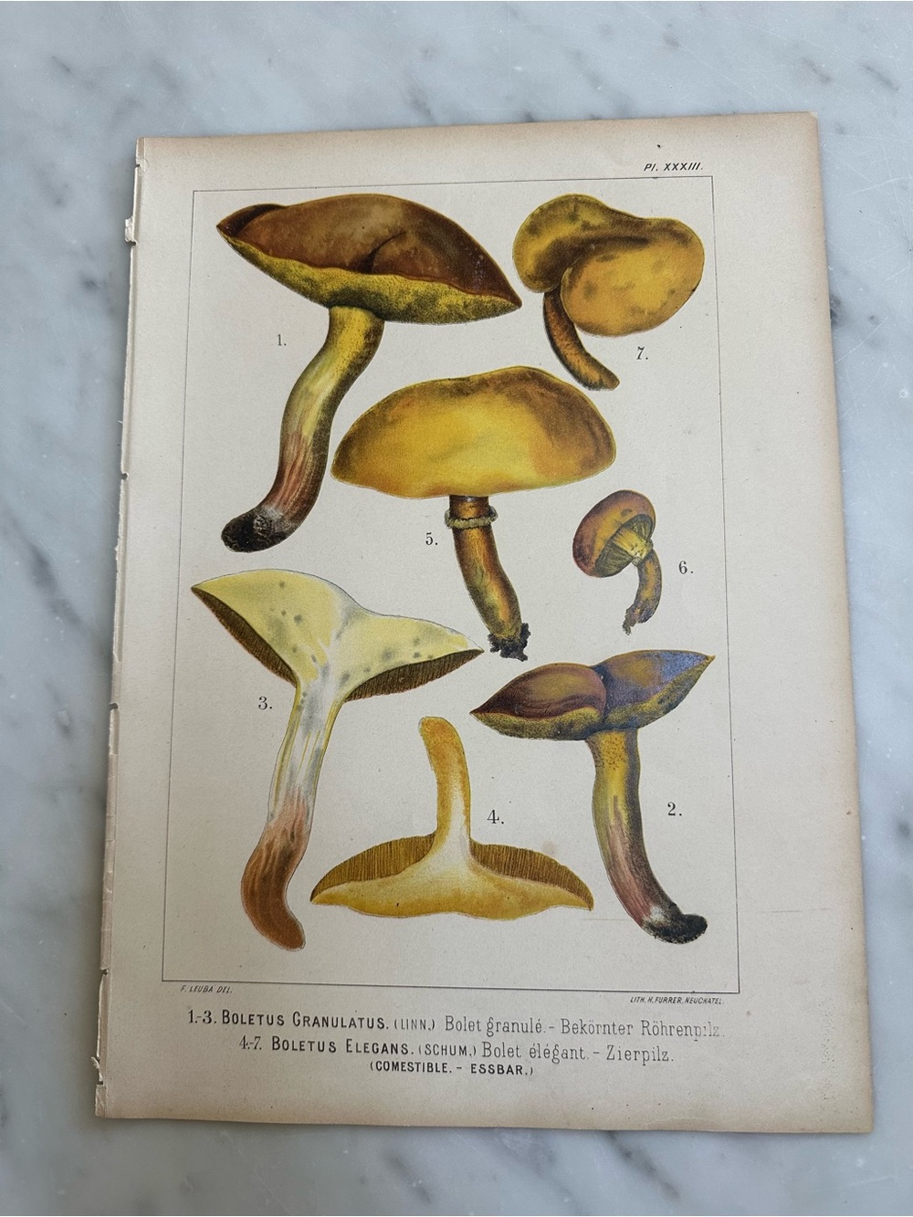 1890 Fritz Leuba chromolithograph Mushroom plate